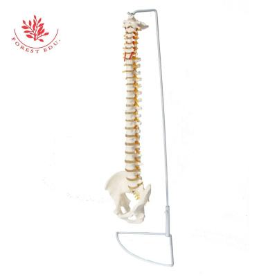 China Life Size White 85cm Bone Supply Medical Educational Spine Model with Vertebrae, Nerves, Arteries, Lumbar Spine and Male Pelvis, Includes Stand for sale