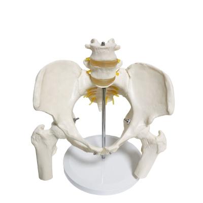 China Female Life Size Medical Educational Anatomical Pelvis Model Supply Female Pelvic Lumbar Teaching Supplies With 2 Lumbar Anatomical Model for sale