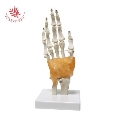 China Supply Joint Model Human Hand Joint Medical Educational Model With Ligaments, 1:1 Life Size with Base, Best Scientific for Patient and Medical Education for sale