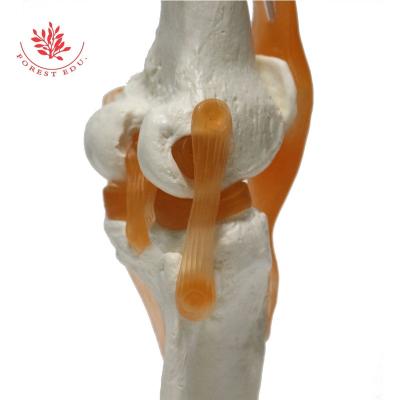 China Medical Educational Supply Knee Joint Model Anatomical Medical Knee Joint with Ligaments Model, Life Size for sale