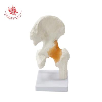 China Medical Educational Supply Model Human Anatomy Models Hip Joint Joint With Life Size Ligaments Medical Science Teaching Supplies for sale