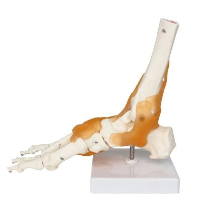 China Human Joint Foot Joint Model Medical Educational Supply with Life Size Ligaments Anklet Anatomically Teaching Resource Tool for sale