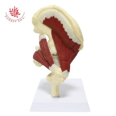 China Life Size Teaching Hip Joint Anatomy Model 1:1 Hip Joint Muscle Supply Model Medical Educational Science Hip Trainer Pelvic for sale