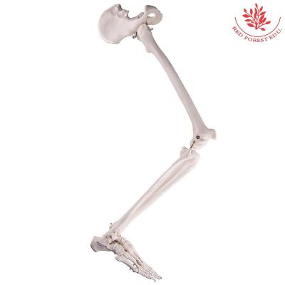 China Human Being Medical Educational Anatomically Detailed Leg Skeletal Supply Hip Bone Model for sale