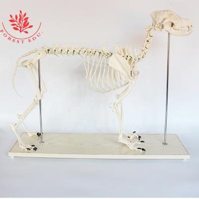 China Biology Teaching Animal Medical Educational Veterinary Dog Model Supply Canine Skeletal Model for sale