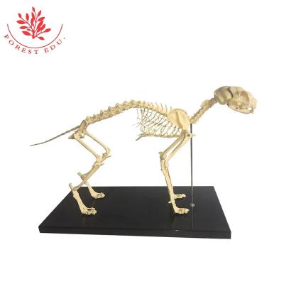 China Medical Educational Supply Cat Animal Skeleton Plastic Models for sale