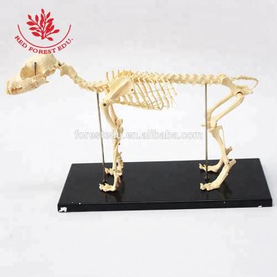 China Submissive Of Small Dog Model Dog Model Supply Advanced Medical Educational Skeleton PVC Material Medical Science Skeleton for sale