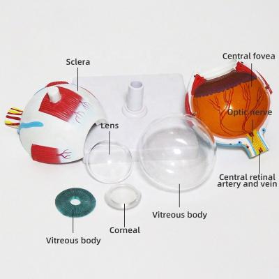 China Supply Medical Anatomical Plastic Eye Model 6 Times Magnify Educational Science Removable 7-Part Display Teaching Medical Medical Science for sale