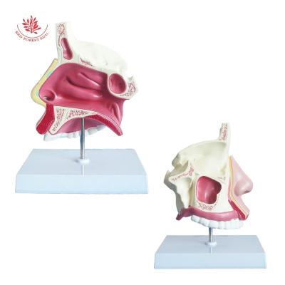 China Natural Size Nasal Anatomical Model Supply Medical Educational Nasal Fossa Passes For Doctors Office Educational Tool Oral And Nasal Model For Sinus for sale