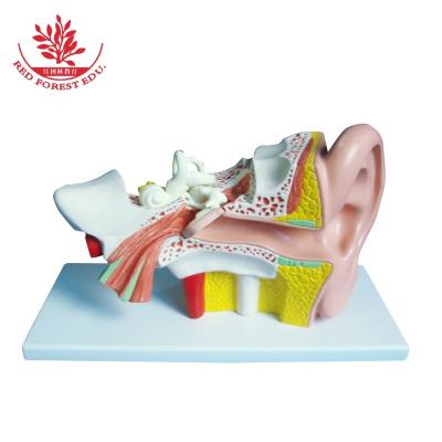 China Medical Educational Supply Human Ear Anatomy Model External Middle And Inner Ear Model for sale