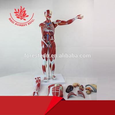 China Medical Educational Supply 27 Parts 85cm Human Muscles Anatomical Model With Removable Organs for sale