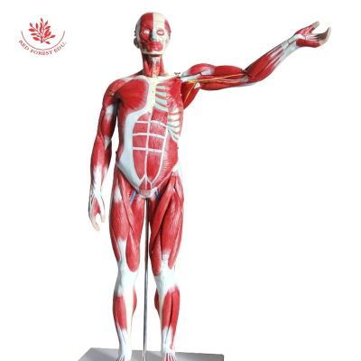 China Human 85CM PVC Figure Models Medical Educational Muscle Supply Human Male Torso Model Muscular Muscles for sale