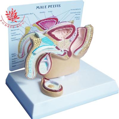 China Medical Science Penis Medical Educational Pelvic Human Genital Organs Model Supply Male Pelvic Anatomical Model for sale