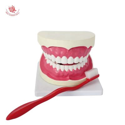 China Medical Educational Supply Artificial Teeth Dental Model Teaching For Studying High Quality Teach Children Enlarged Brush 6 Times Educational Teeth Mod Model for sale