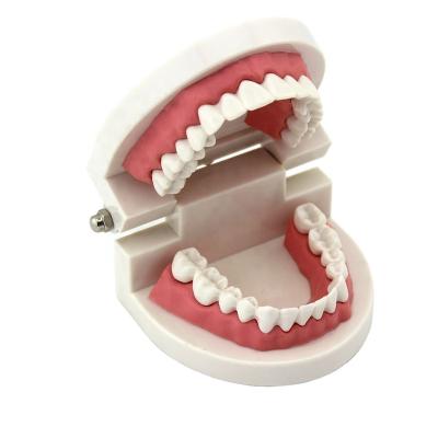 China Supply Medical Educational Teeth Model Kindergarten High Quality Life Size PVC Material 28 Teach Children Sweep Medical Science Educational Plastic Human Models for sale