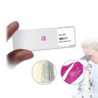 China Basic Medical Slides Human Tissue Microscope Accessories Histology Anatomy Slide Set for sale