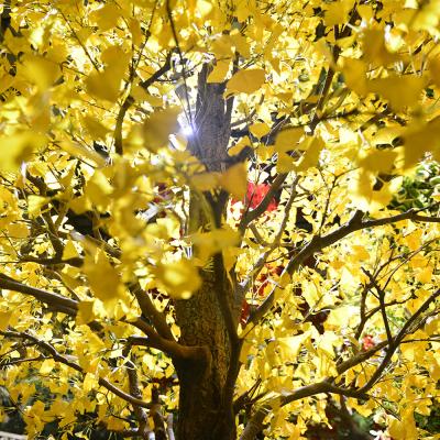 China Decoración artificial del jardín de la planta verde del GINKGO del estilo a estrenar 2022 en venta