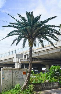 China 800cm künstlicher tropischer Baum zu verkaufen