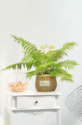 China Het Architecturale Modelleren van Mini Artificial Fern Plants For Te koop