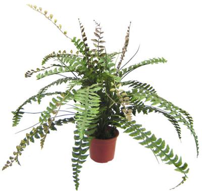 China Künstliche eingemachte Boden-Plastikanlagen Boston Fern Leaves For Decor zu verkaufen