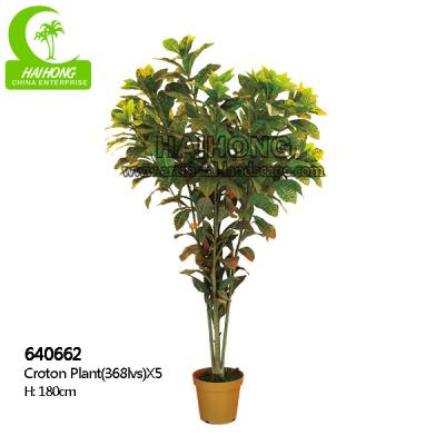 China Planta Variegated personalizada do Croton da folha natural falsificada de 180cm à venda