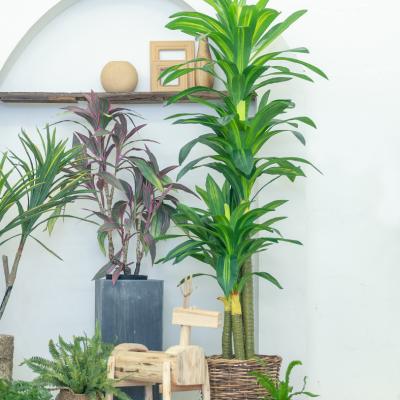 Κίνα Ζάλη εγκαταστάσεων μπονσάι Dracaena αφής 170cm των πραγματικών για τον εξωραϊσμό προς πώληση