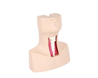 China School Teaching Model Tracheotomy Model for sale