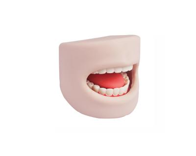 China Oral Cavity School Teeth Model Teaching Model for sale