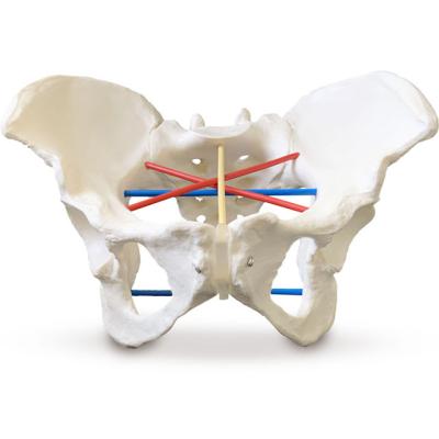 China Female teaching model school pelvis for pelviometry for sale