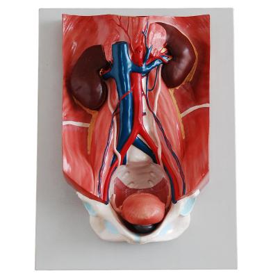 China School Model Urinary System Teaching Model for sale