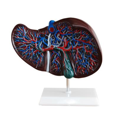 China School Liver Model Teaching Model for sale