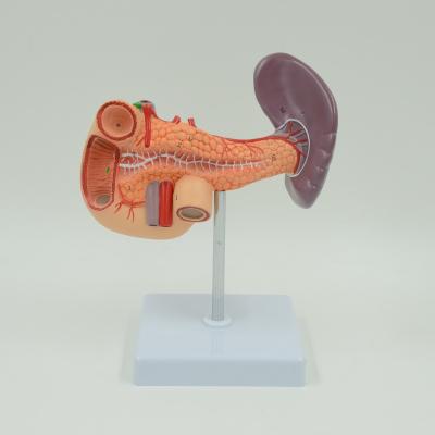 China School Model Teaching Pancreas, Spleen And Duodenum Anatomical Model for sale