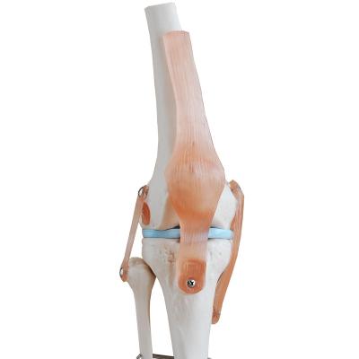 China School Life-Size Knee Joint Teaching Model for sale