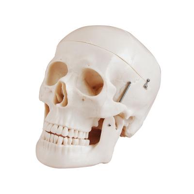 China School Skull Life-Size Teaching Model for sale