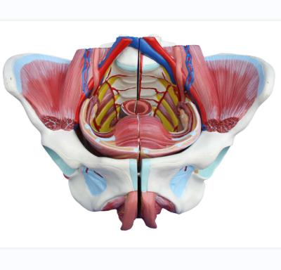 China Teaching school model Female Pelvis with genital blood vessel, and nerves for sale