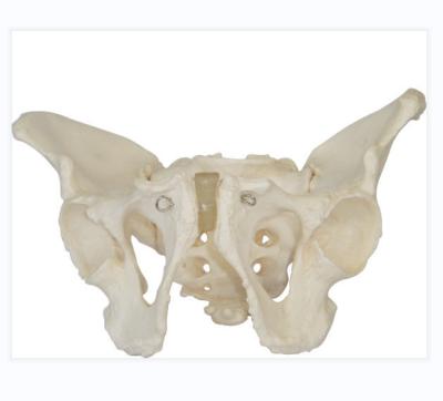 China School Adult Male Pelvis Teaching Model for sale