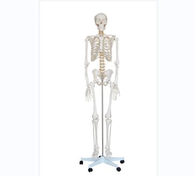 China School Life-Size Human Skeleton Teaching Model 180cm for sale