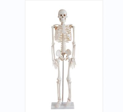 China School Human Skeleton Teaching Model 85cm for sale