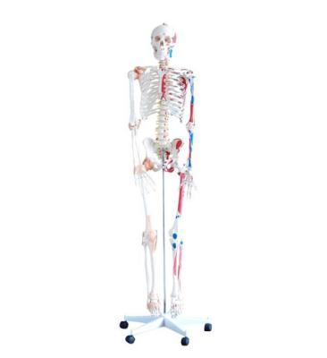 China School Human Skeleton Teaching Model with Muscle and Ligaments Colorful 180cm for sale