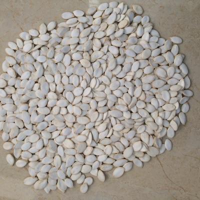 China High quality new cultivation dry snow white pumpkin seeds with best price for sale