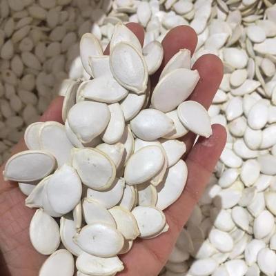 China Snow Pumpkin Seeds, Roasted and Salted White Dry Pumpkin Seeds for sale