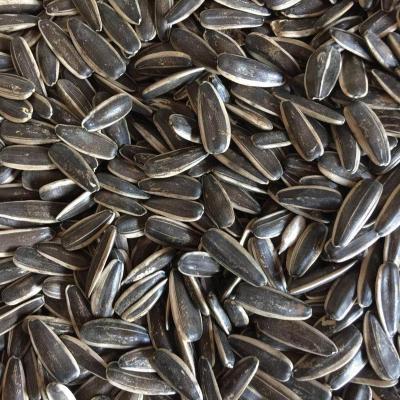 China Different types dry sunflower seeds 363/361/601/5009 for sale