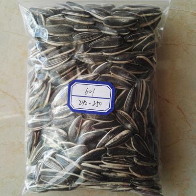 China NEW FRESH CULTURE sunflower seeds with best price with good quality for sale