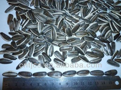 China Hot sale dry sunflower seeds, LONG type 5009, 24/68 for sale