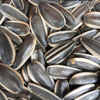 China 361 raw dry hot selling chinese sunflower seeds with high quality for sale