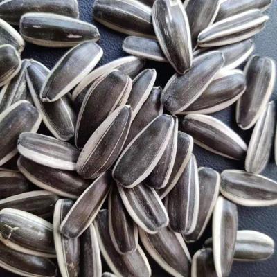 China Different type dry sunflower seeds 361/363/601/5009 raw snack seeds sunflwer for sale