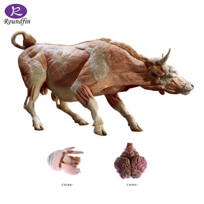 China Vivid model of medical sciences plastinated animal specimens for sale