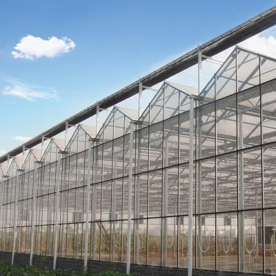 China Glass-to-glass greenhouse for commercial cultivation of flower or vegetables like tomato, lettuce, pepper for sale