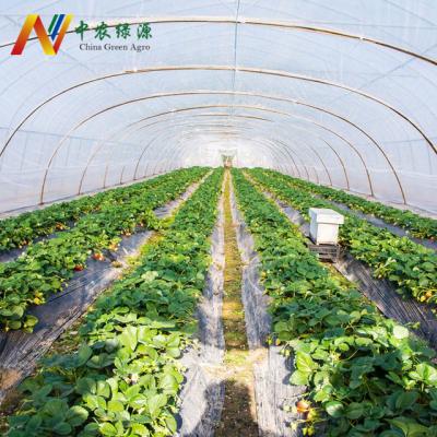 China Easily Assembled Agricultural Plastic Film Tunnel Greenhouse For Sale for sale