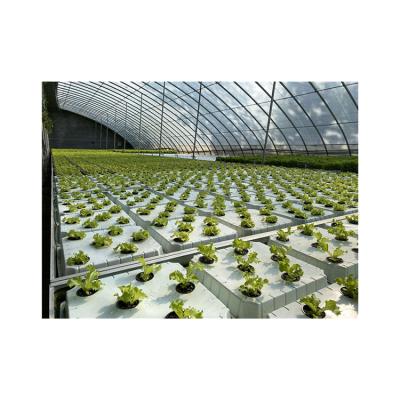 China Greenhouse Hydroponics System Customized Automatic Leaf Vegetable Growing Hydroponics System for sale